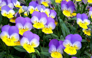 بنفشه بنفشه