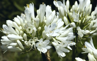 نرگس آفریقایی