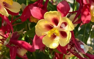 تاج الملوک تاج الملوک