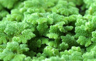 آزولا آزولا