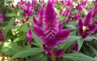 تاج خروس تاج خروس