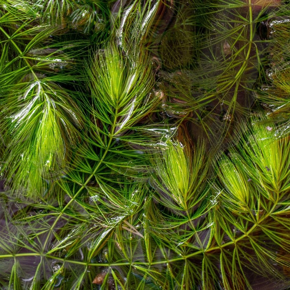 علف شاخی علف شاخی