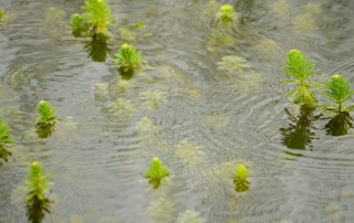 علف شاخی علف شاخی