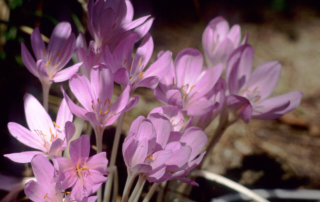 سورنجان سورنجان