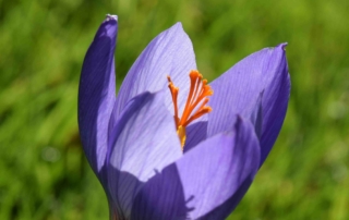 زعفران زیبا