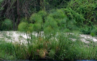 پاپیروس پاپیروس