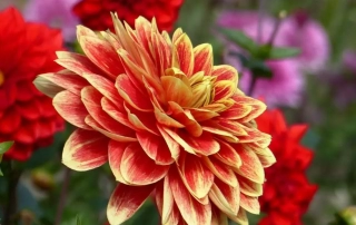 گل کوکب گل کوکب