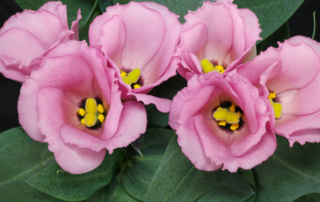 لیسانتوس لیسانتوس