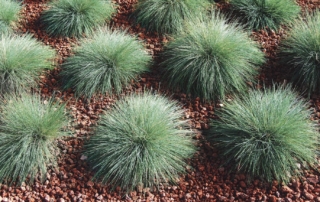 فستوکا فستوکا