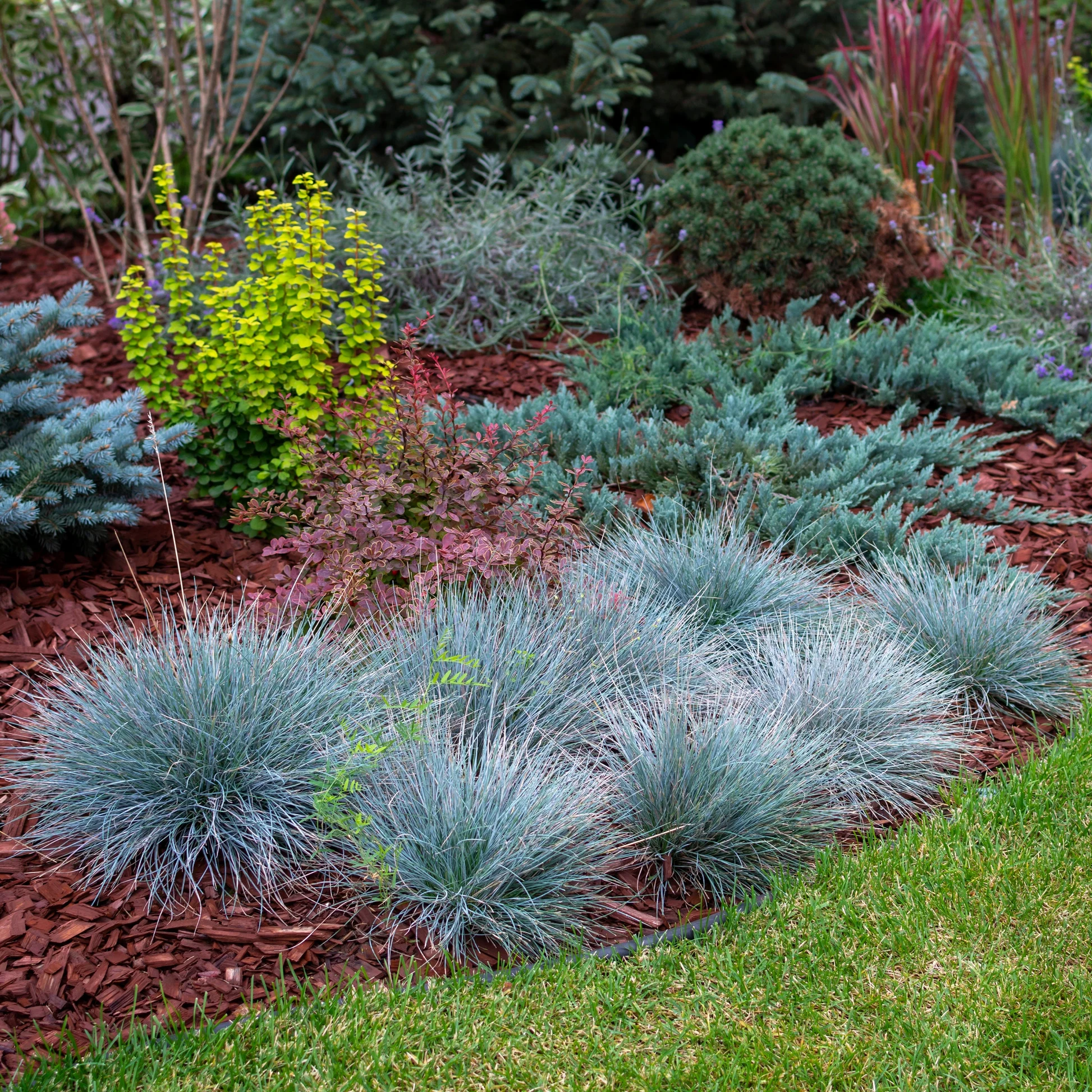 فستوکا فستوکا