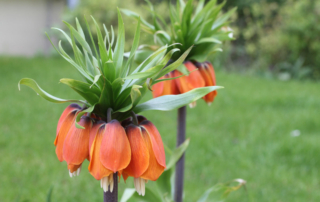 لاله واژگون لاله واژگون