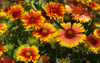 رعنا زیبا رعنا زیبا