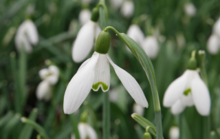 گل حسرت برفی