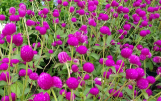 گل تکمه ای گل تکمه ای