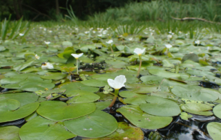 علف قورباغه علف قورباغه