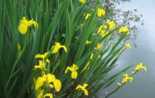 زنبق زرد مردابی زنبق زرد مردابی