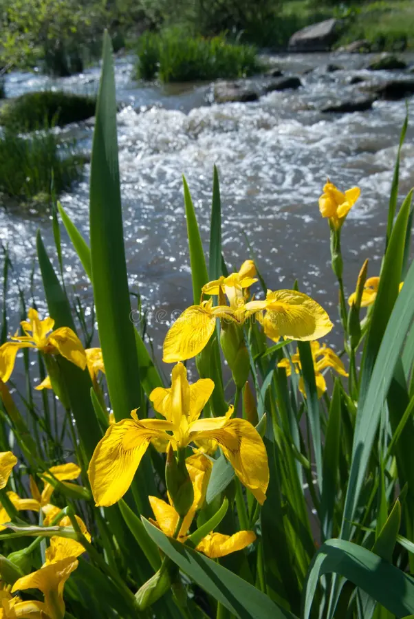 زنبق زرد مردابی زنبق زرد مردابی