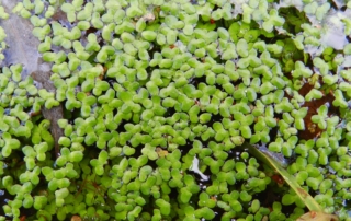 عدسک آبی عدسک آبی