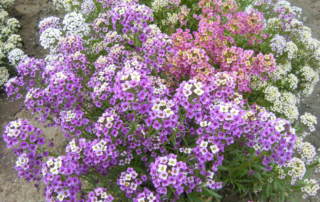 گل عسل گل عسل