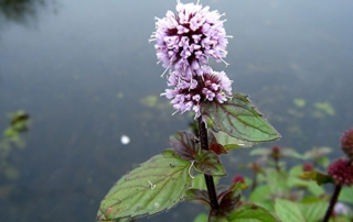 نعنای آبی نعنای آبی