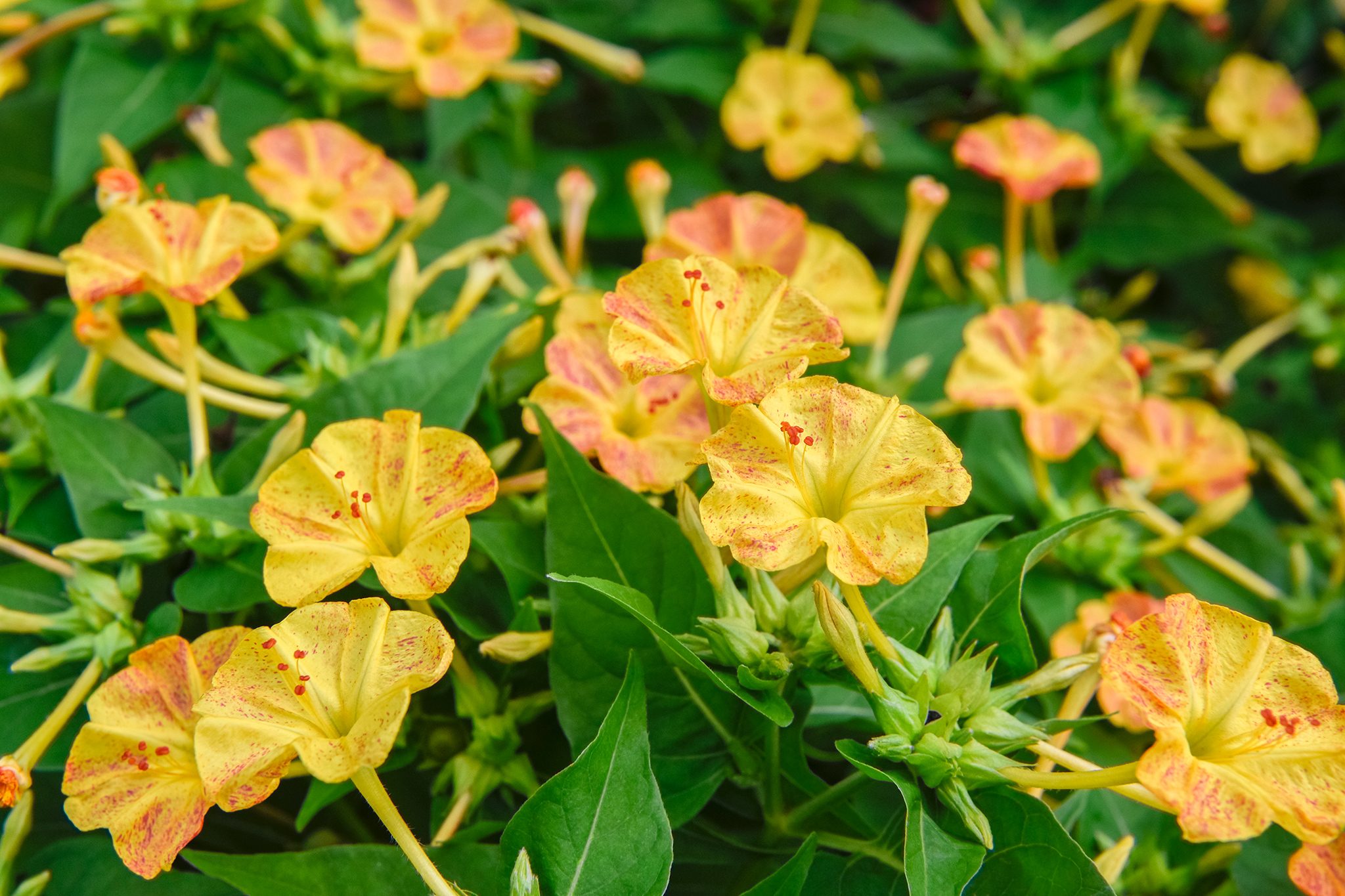 لاله عباسی لاله عباسی