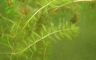 پر طاووسی سنبله ای پر طاووسی سنبله ای