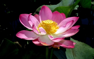 لوتوس لوتوس