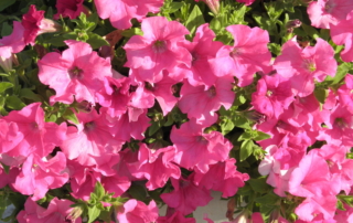 اطلسی اطلسی