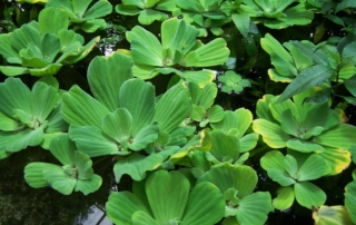 کاهوی آبی کاهوی آبی