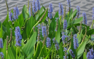 علف اردک ماهی علف اردک ماهی