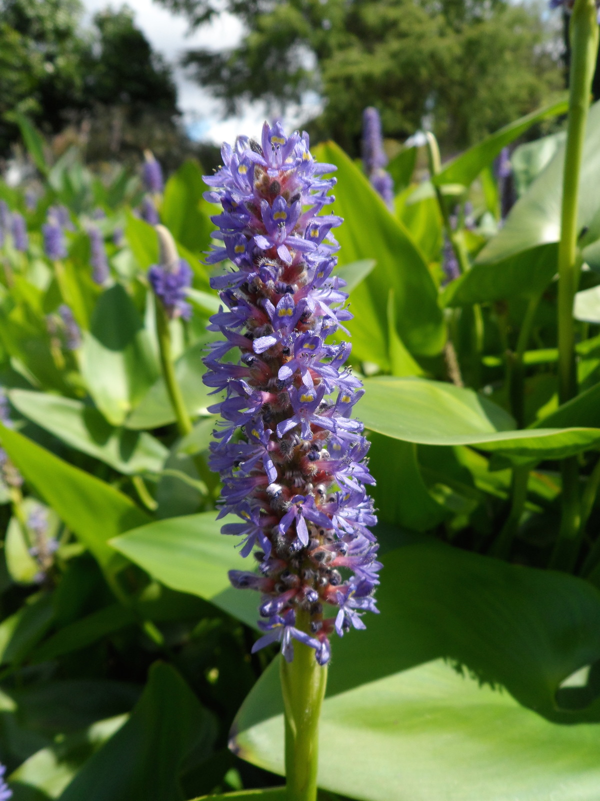 علف اردک ماهی علف اردک ماهی