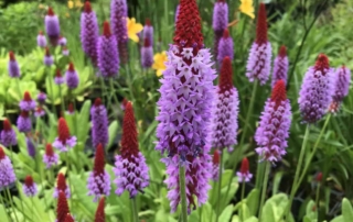 پامچال ویالی پامچال ویالی