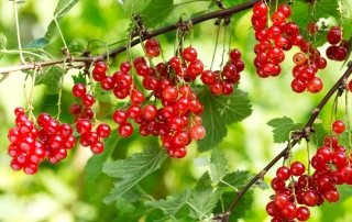 انگور فرنگی انگور فرنگی