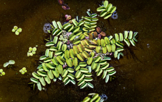 سرخس شناور سرخس شناور