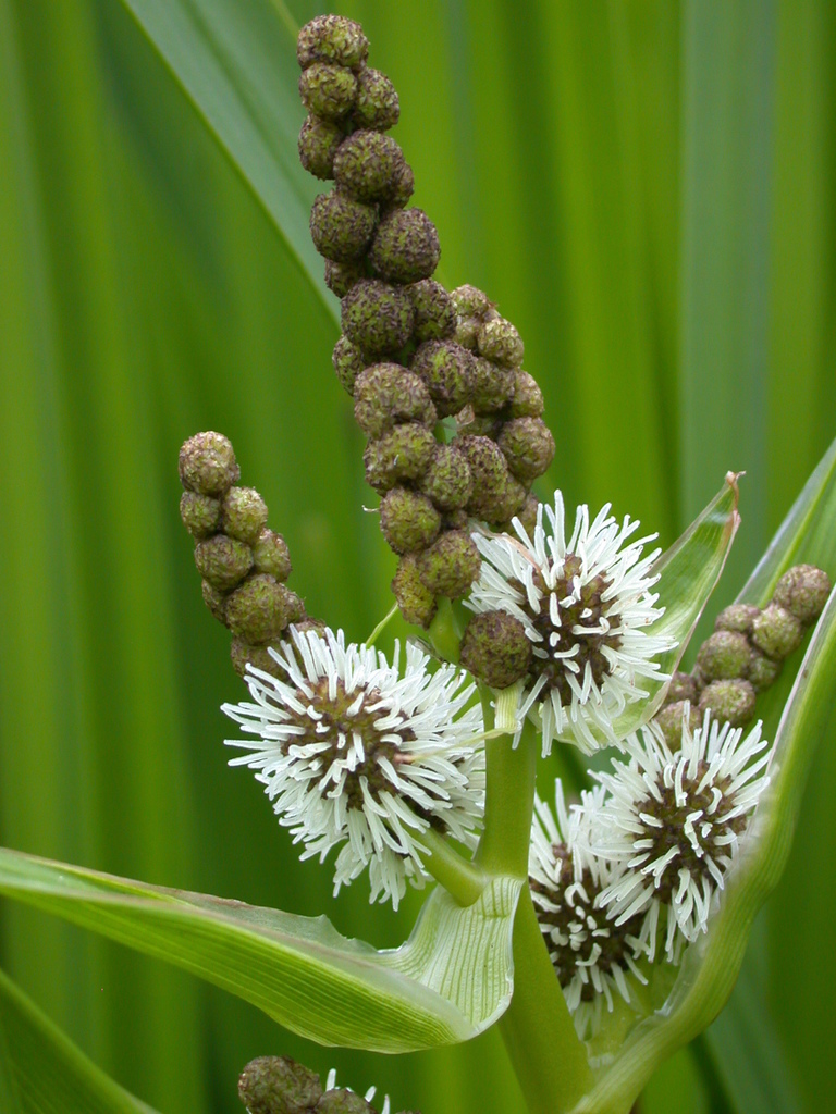 بارهنگ شمشیری بارهنگ شمشیری