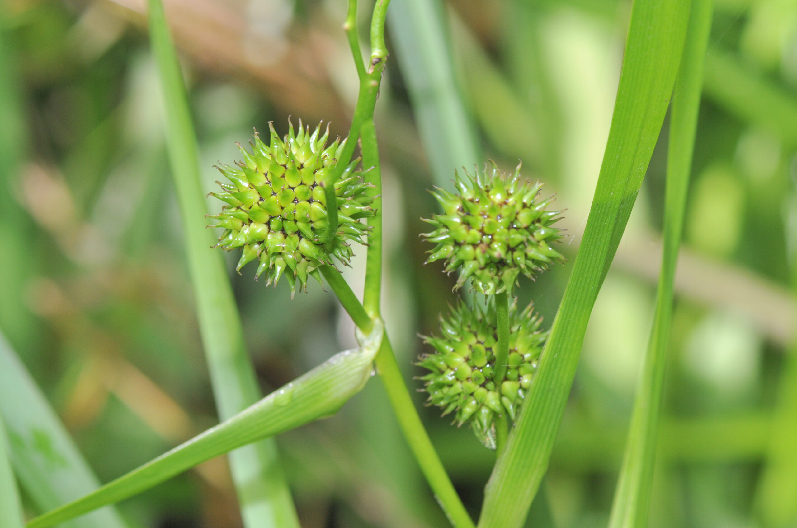 بارهنگ شمشیری بارهنگ شمشیری
