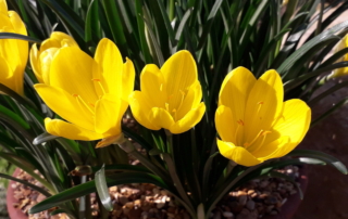 جام زرین پائیزه