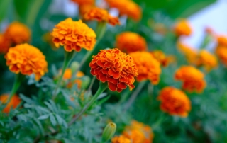 گل جعفری گل جعفری