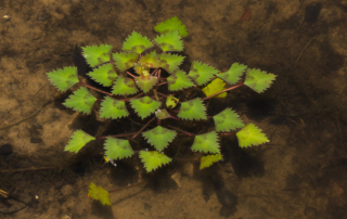 بلوط آبی بلوط آبی