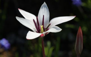 لاله حافظی لاله حافظی