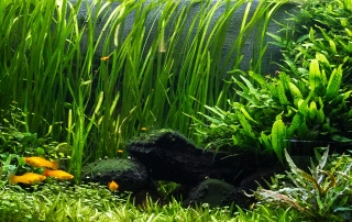 آب فنر آب فنر