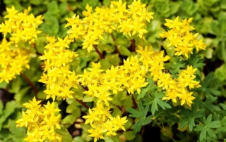 سدوم موکتی سدوم موکتی