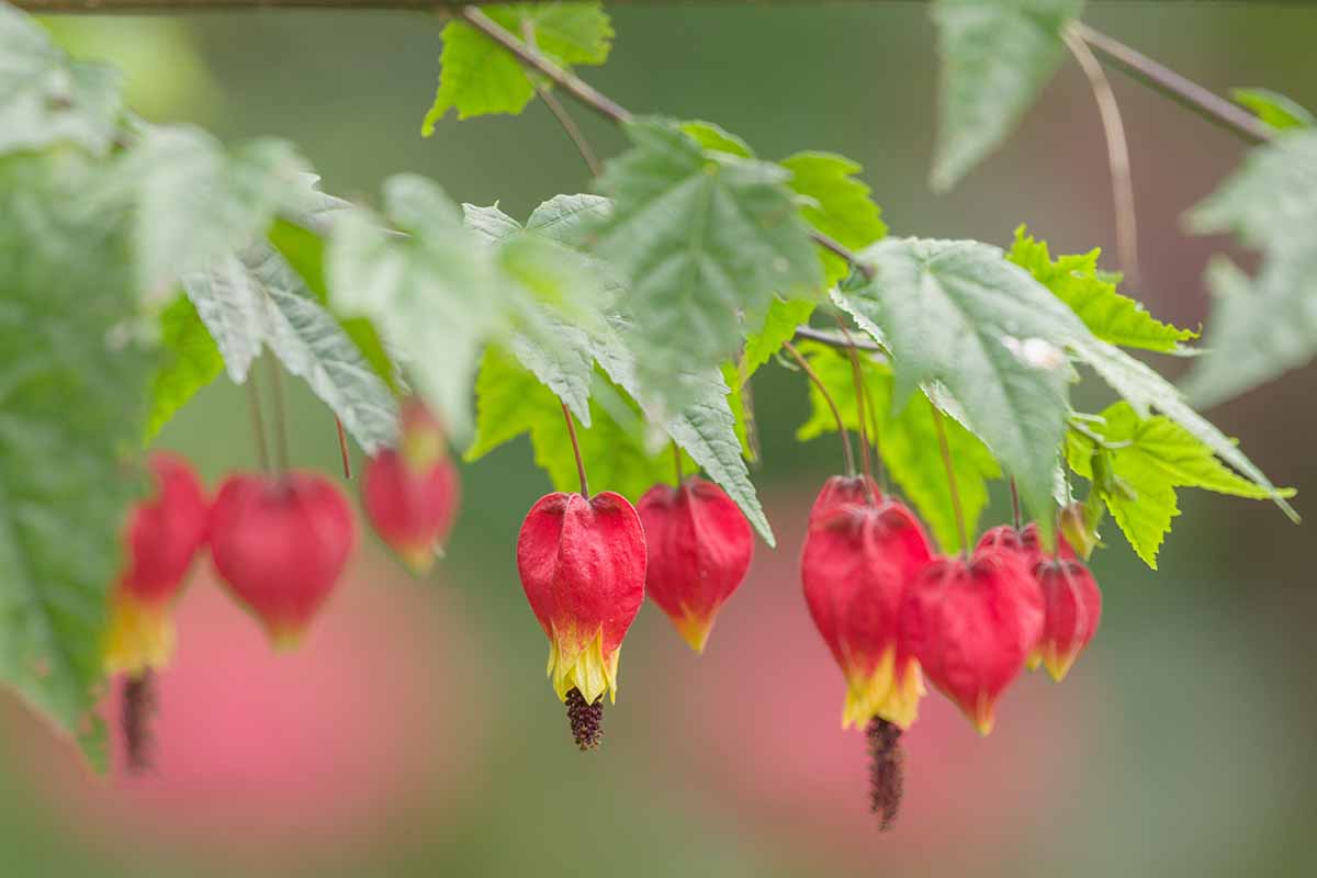 Abutilon,Megapotamicum,Flower,,Amazonian,Flower