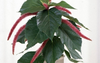 Acalypha hispida 03