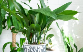 Aspidistra elatior 03.webp
