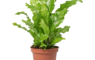 Asplenium nidus 02